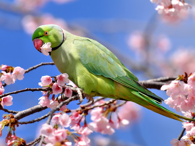 ワカケホンセイインコ