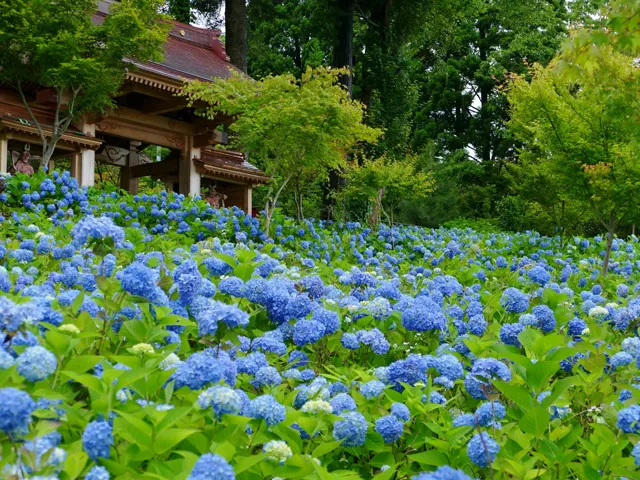 雲昌寺