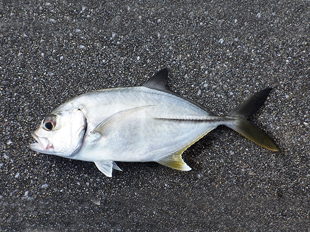ギンガメアジの若魚